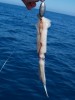 Ryans Drift Baiting rigged squid!